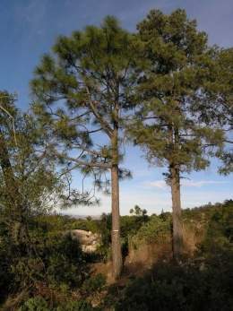 Pinus arizonica.jpg