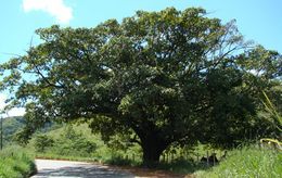 Ficus adhatodifolia.jpg
