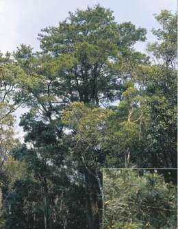 Pinus dalatensis.jpg