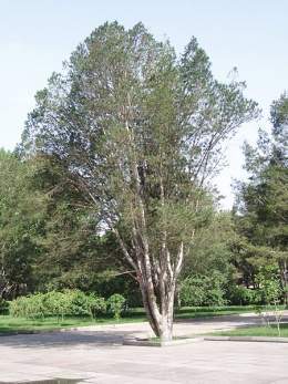Pinus bungeana.jpg