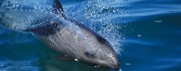 Delfí­n de Heaviside.jpg