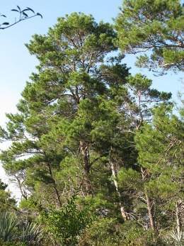 Pinus clausa.jpg
