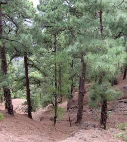 Pinus canariensis 1.jpg