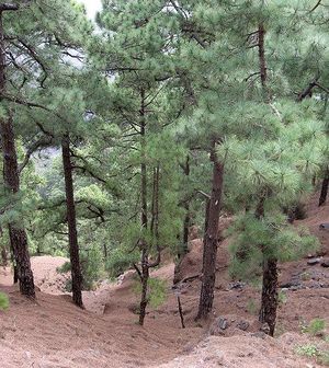 Pinus canariensis 1.jpg