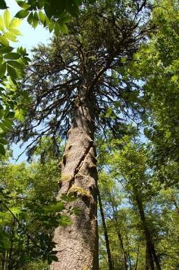 Picea sitchensis 1.jpg