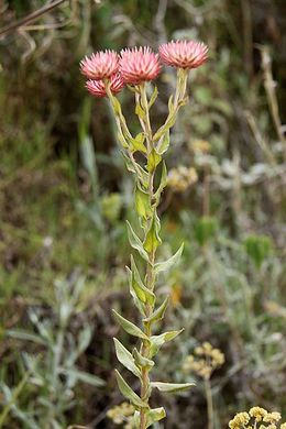 Helichrysum ellipticifolium.jpg