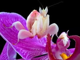 Mantis orquidea 2.JPG