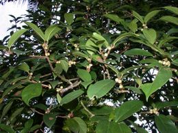 Ficus cahuitensis.jpg