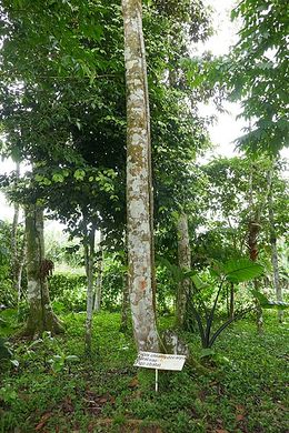 Ficus chlamydocarpa.jpg