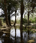 Al-ahsa-oasis-heritage-3-1.png