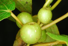 Ficus karthalensis.jpg