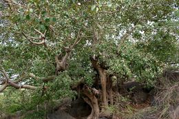 Ficus mollis.jpg