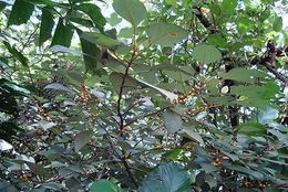 Ficus grossularioides.JPG
