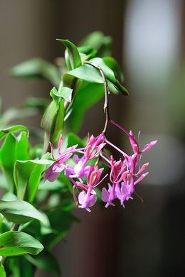 Epidendrum Cap.jpg