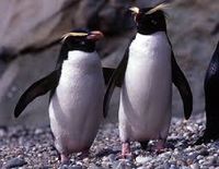 Pingüino de Fiordlandce.jpg
