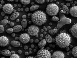 Granos pollen.jpg