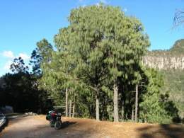 Pinus lumholtzii.jpg