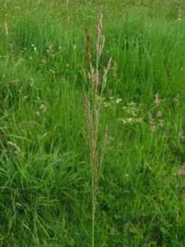 Agrostis stolonifera.jpeg