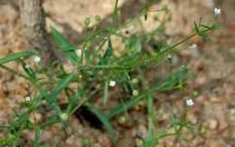 Oldenlandia herbacea.jpg