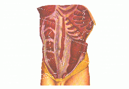Músculos del tórax.gif