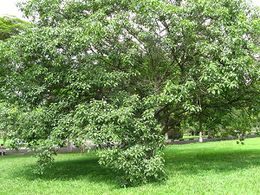 Ficus citrifolia.JPG