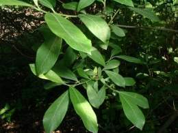 Salix sitchensis.b.jpg
