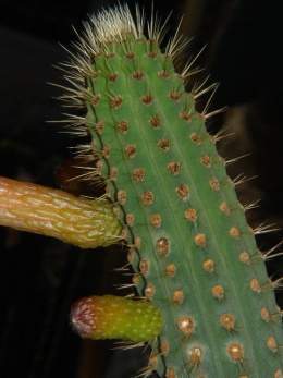 Cleistocactus micropetalus.jpg