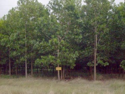 Area Forestal.JPG
