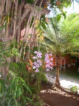 Orquideas de Cuba .jpg