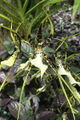 Brassia maculata 2 (Turnstange).jpg