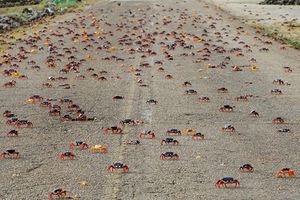 Migracion de cangrejos.jpg