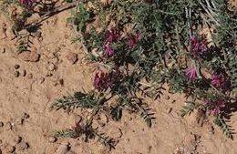 Astragalus algerianus.jpg