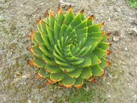 Aloe polyphylla-830x623.jpg