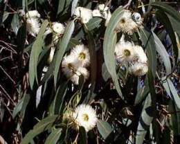 Eucalyptus-globulus.jpg