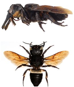 Megachile Plutón.jpg
