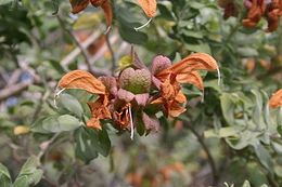 Salvia africana-lutea00.jpg