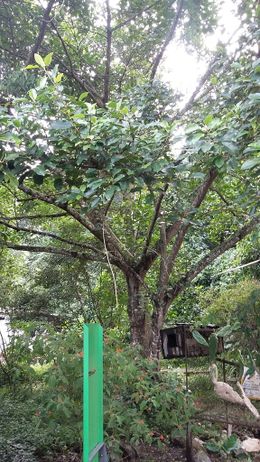 Ficus membranacea.jpg