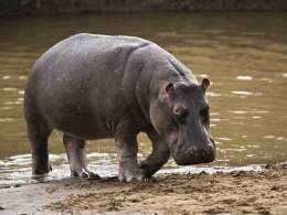 Hipopotamo.jpg