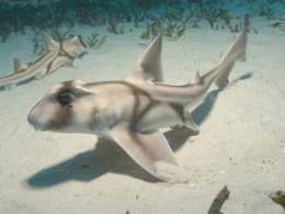 Heterodontus-portusjacksoni-tiburon.jpg