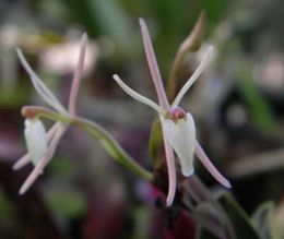 517 Epidendrum-albertii.JPG