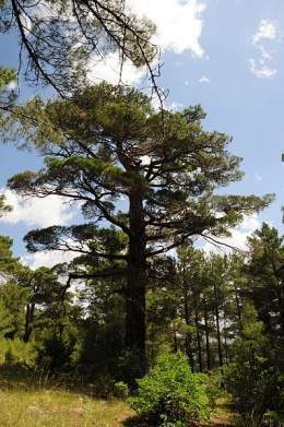 Pinus brutia.jpg
