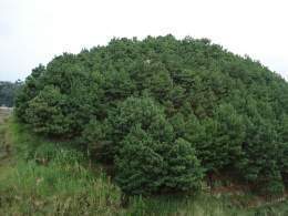Pinus maximinoi.jpg