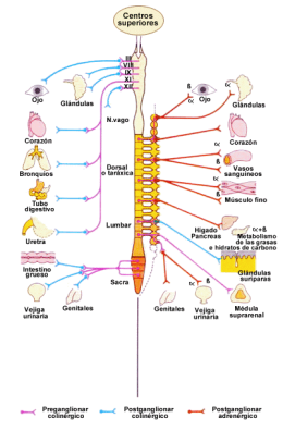 Sistema Nervioso PS.png