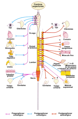 Sistema Nervioso PS.png