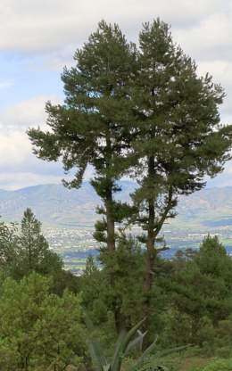 Pinus leiophylla.jpg