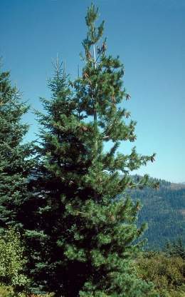Pinus monticola.jpg