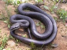 Serpiente rata negra.jpg