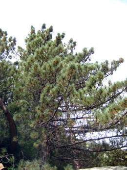 Pinus coulteri.jpg