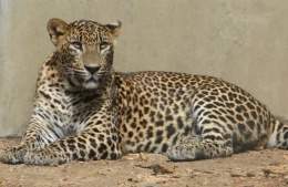 Leopardo de arabia.jpg