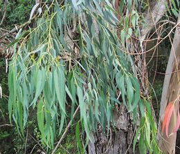 Eucalyptus globulus.jpg